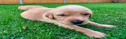 Goldador dogs for sale: Beautiful Golden Goldador Babies 🐾🐾🐾 - Advert 15