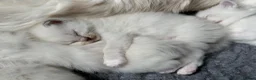 Ragdoll cats for sale: GCCF Registered Ragdoll kittens- 2 neutered boys - Advert 30