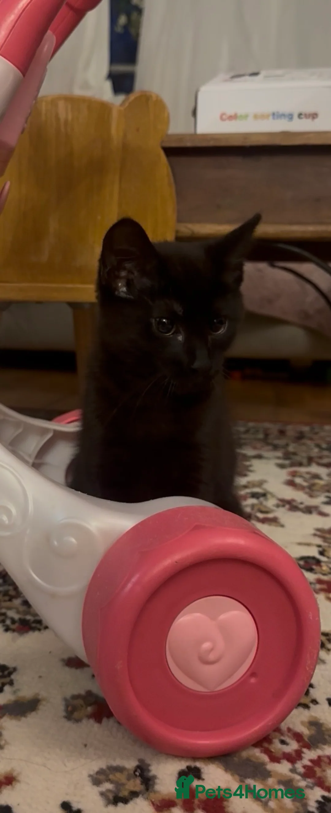 Mixed Breed cats for sale: black female - Advert 4