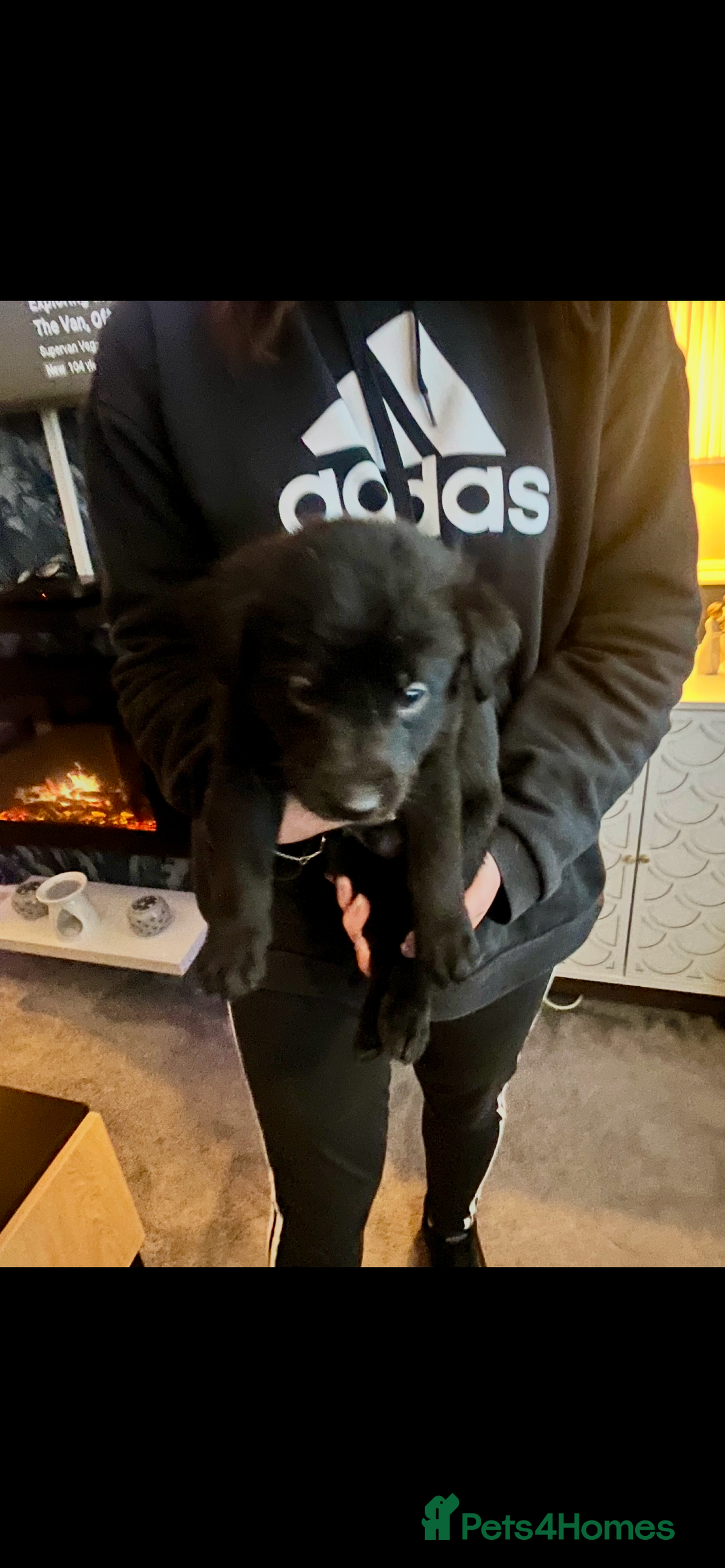 Mixed Breed dogs for sale: Belgian Shepherd x Goldador Puppies  - Advert 4