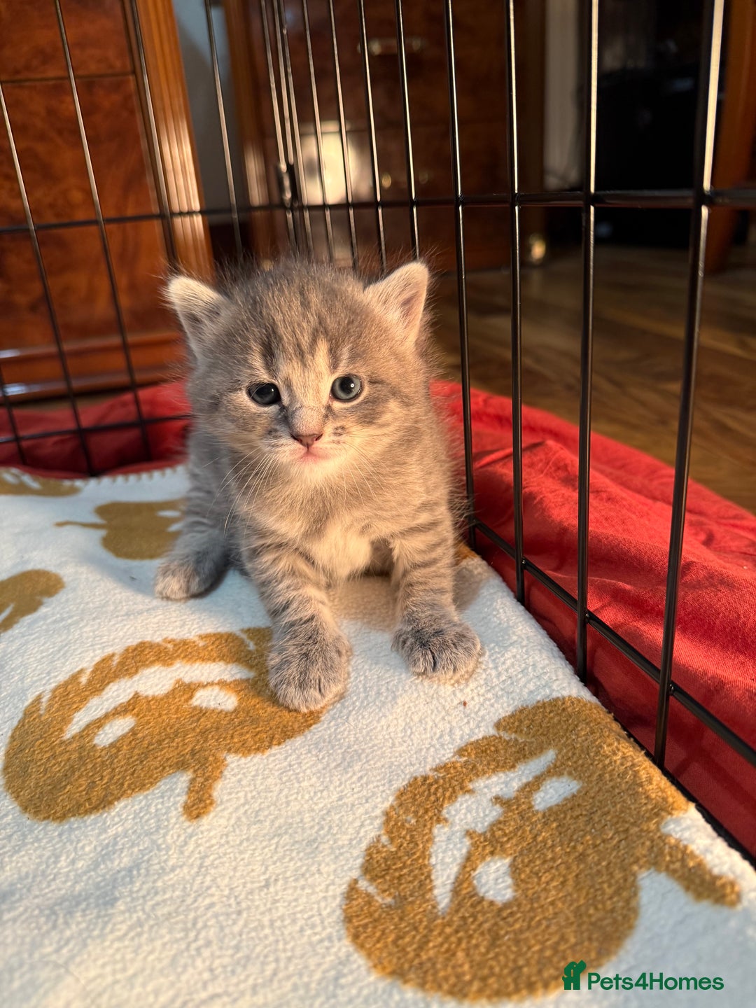 Mixed Breed cats for sale: Mixed grey tabby & British short hair male  - Advert 5