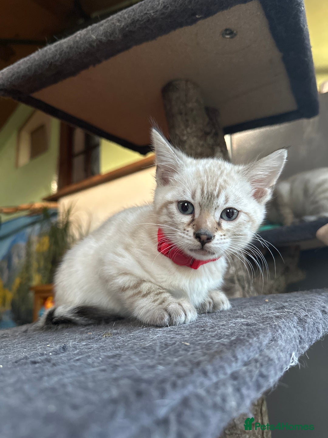 Bengal cats for sale: Snow lynx bengal kittens - Image 19