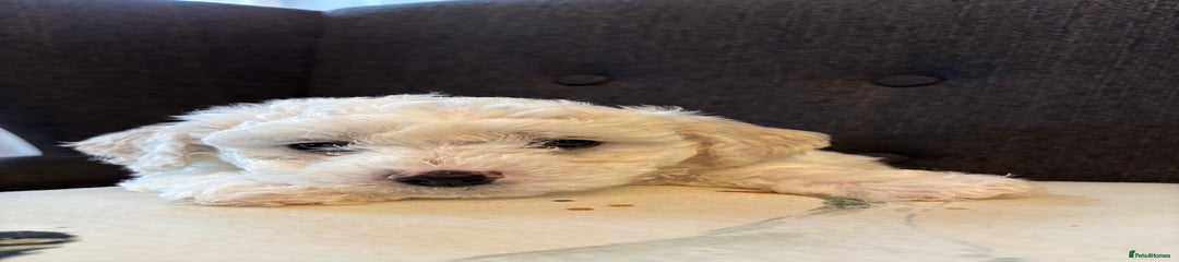 Bichon Frise Puppy 5