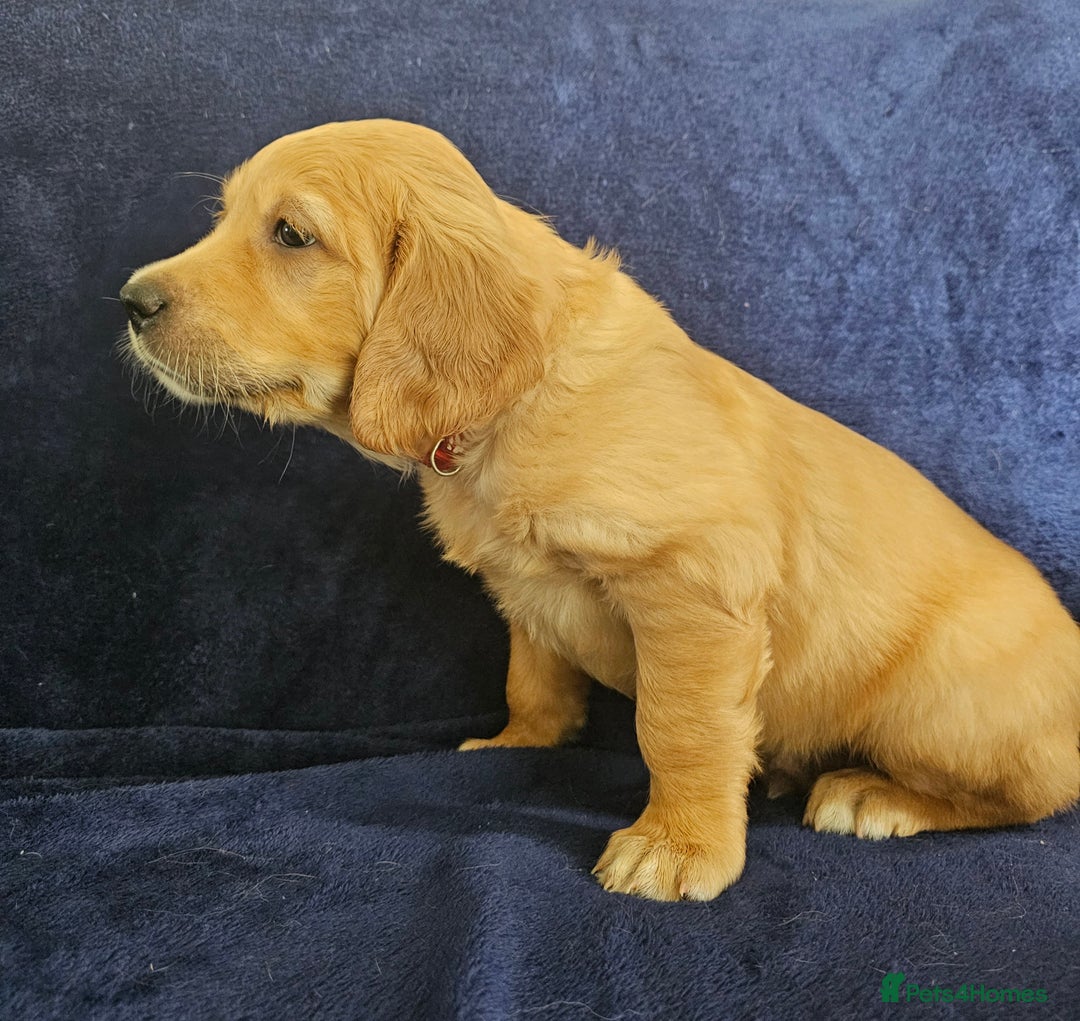 Golden Retriever dogs for sale: 2 Boys 2 Girls KC Reg. Golden Retriever Puppies - Image 11
