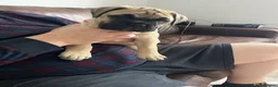 Bullmastiff dogs for sale: Top Quality KC Bullmastiff Bitch ready to go  - Advert 7