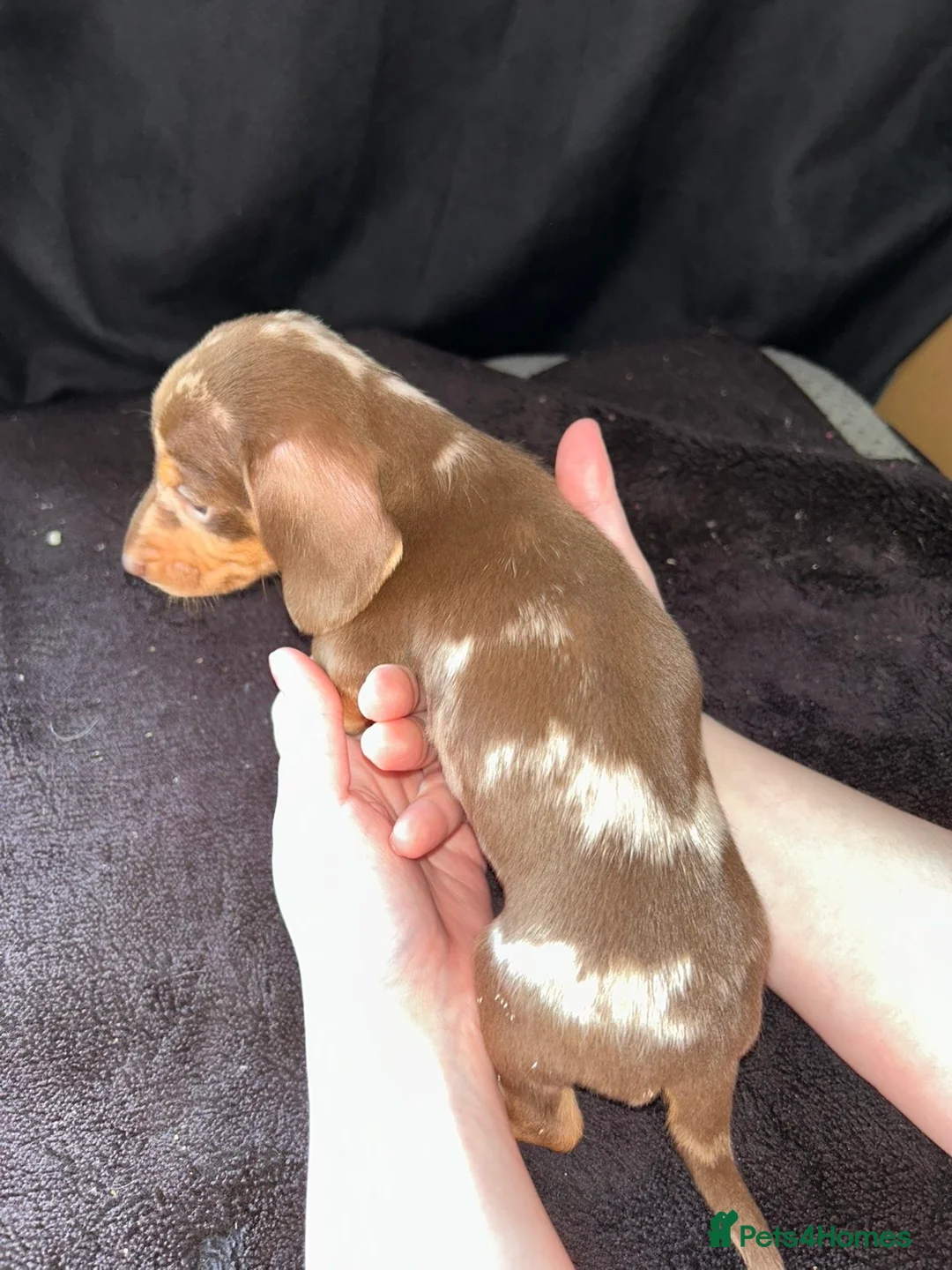 Miniature Dachshund dogs for sale: 3 beautiful boys left !!  - Advert 15