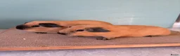 Guinea Pig rodents for sale: Male Cali pair and Female Dal pair - Advert 3
