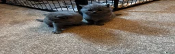 British Shorthair cats for sale: Amazing British short hair kittens!!  in Mirfield - Advert 4
