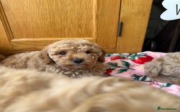 Cavapoo dogs for sale: Extensively Health Tested Apricot Cavapoo pups - Image 15