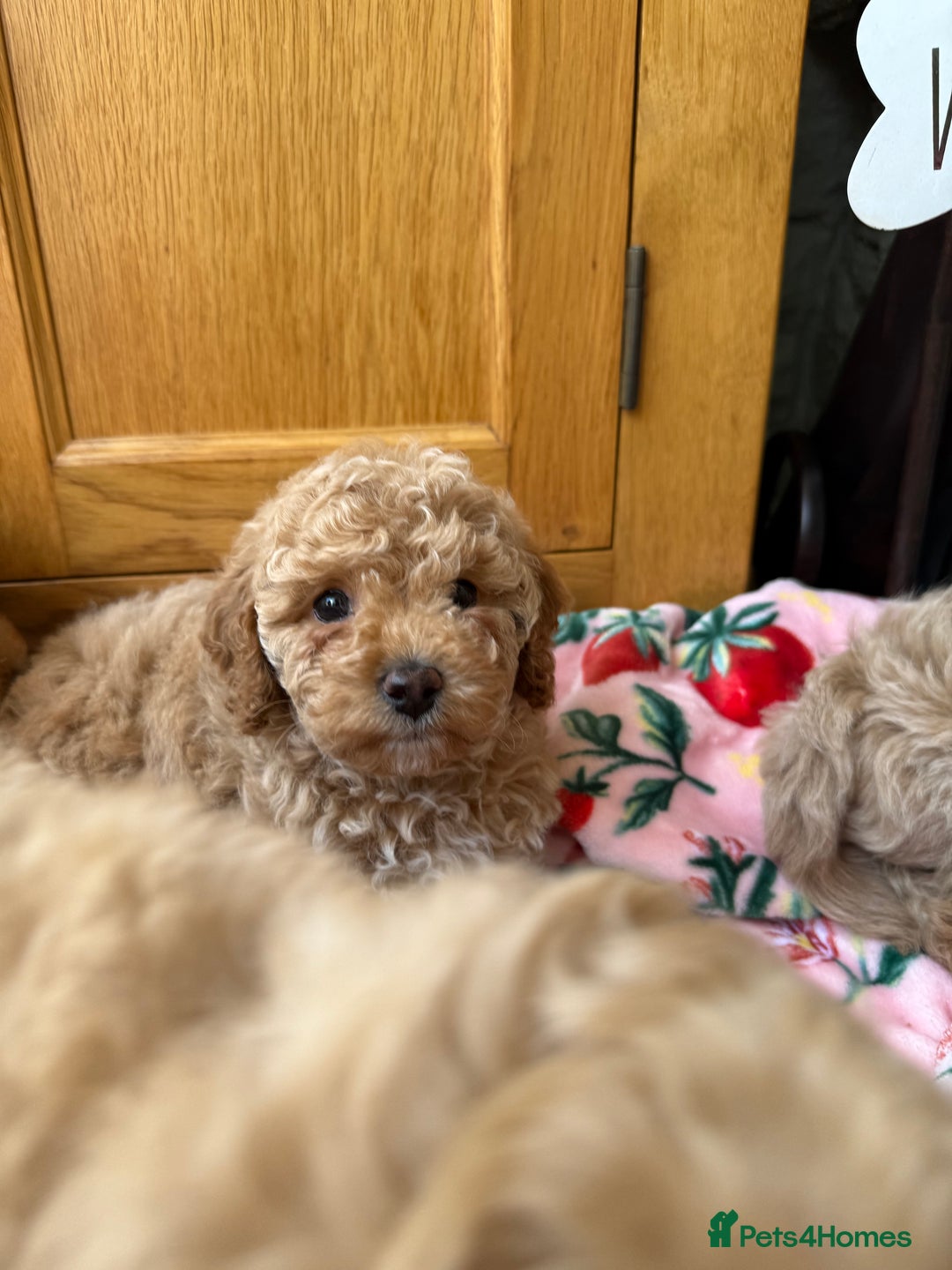 Cavapoo dogs for sale: Extensively Health Tested Apricot Cavapoo pups - Image 15