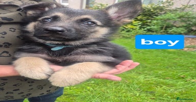 German Shepherd dogs - Advert 15