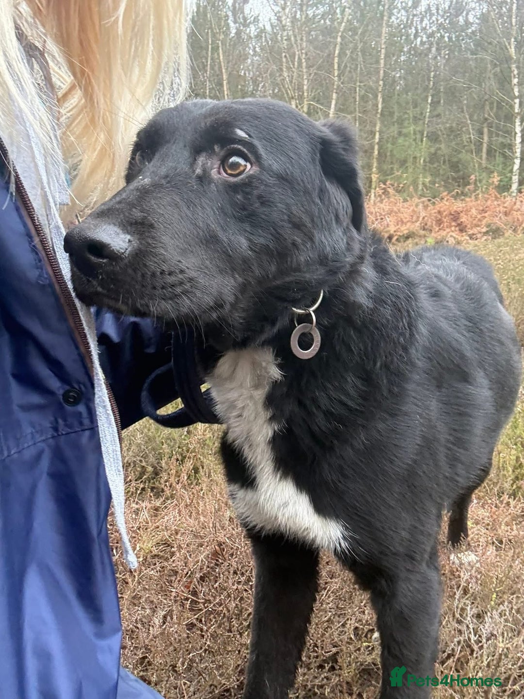 Mixed Breed dogs for adoption: Sisco - Norwich Norfolk  - Advert 15