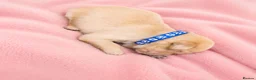 Golden Retriever dogs for sale: Golden Retriever puppies  KC registered  - Advert 7