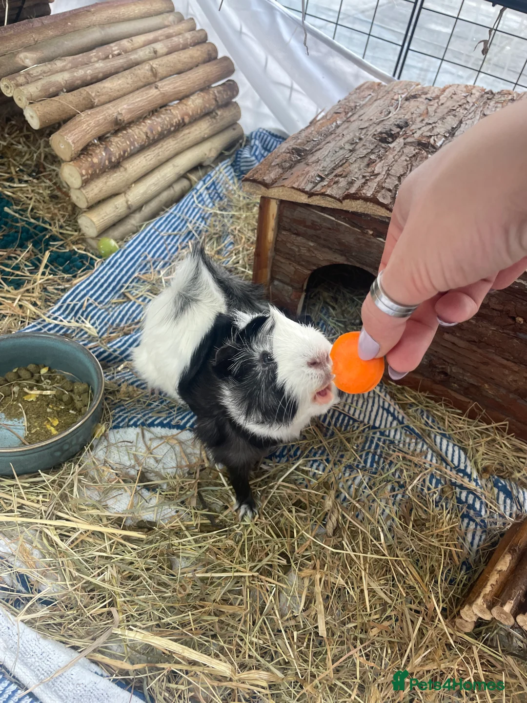 Guinea Pig rodents for sale: One male guinea pig - Advert 1