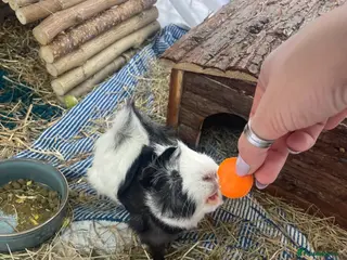 Guinea Pig rodents One male guinea pig - Advert 2