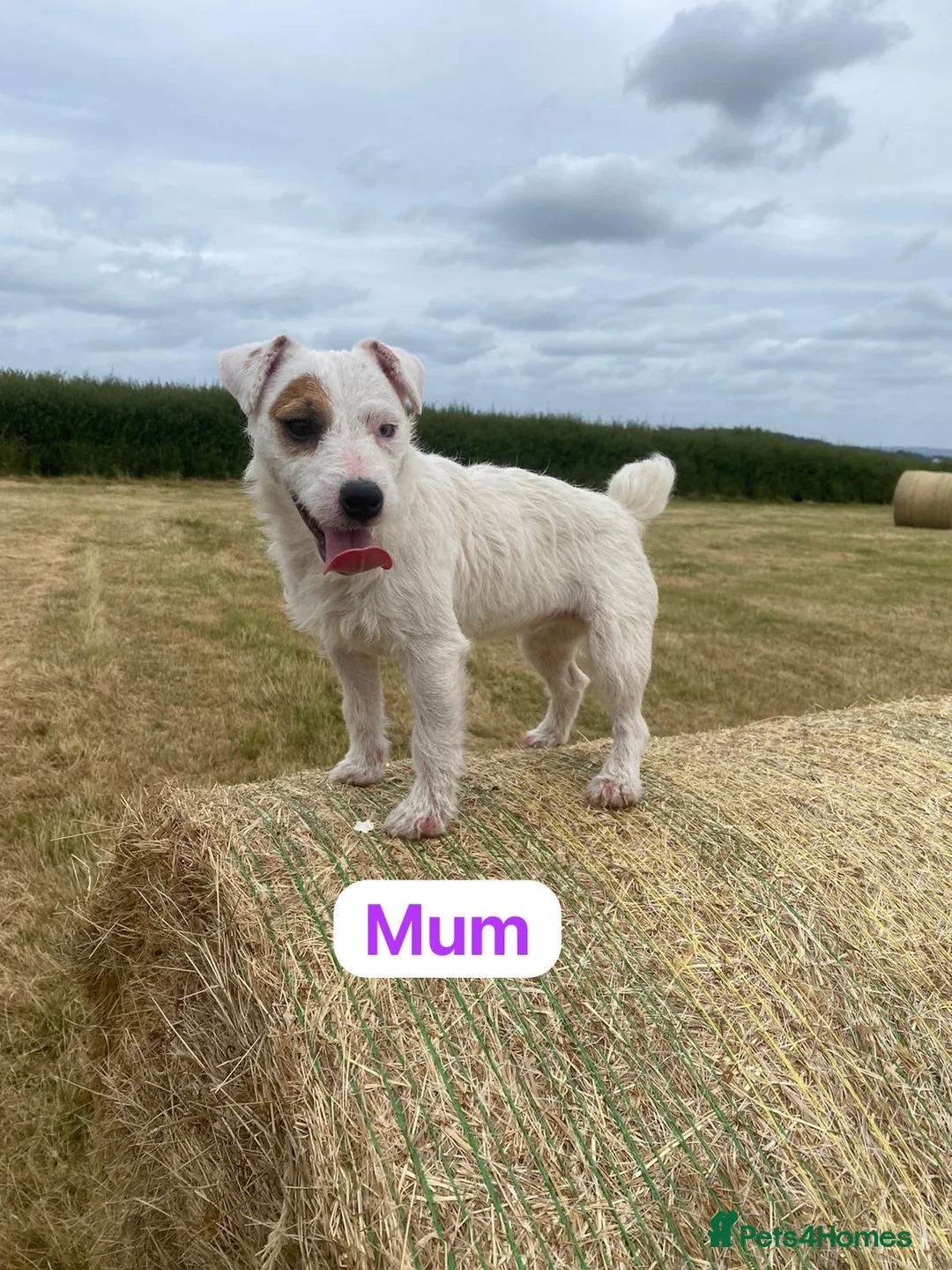 Jack Russell dogs for sale: Miniature Jack Russell puppies  - Advert 2