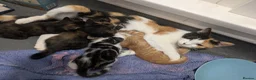 Mixed Breed cats for sale: 2 little kitty cats - Advert 1
