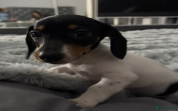 Miniature Dachshund dogs for sale: Four beautiful miniature dachshund girls - Advert 39