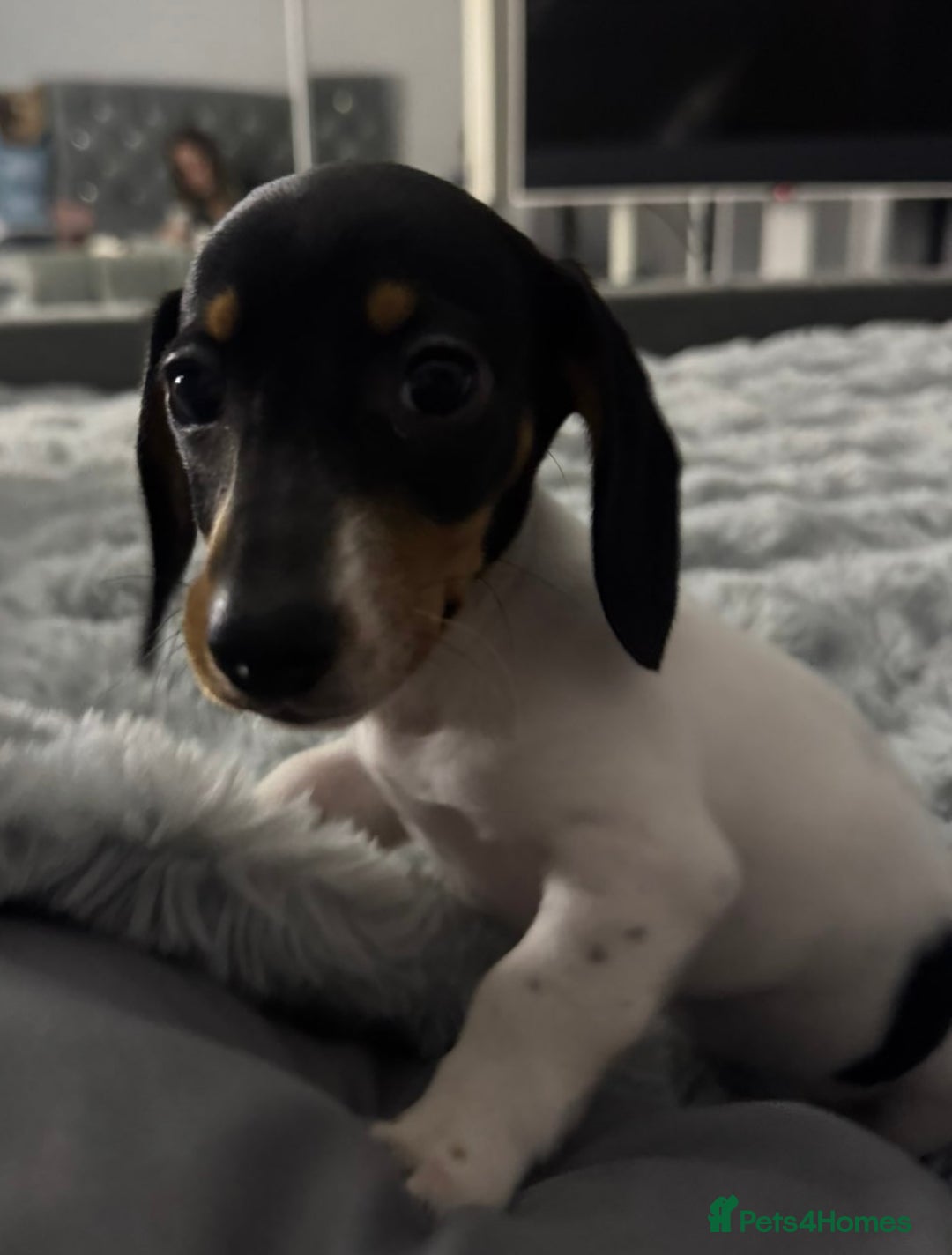 Miniature Dachshund dogs for sale: Four beautiful miniature dachshund girls - Advert 39