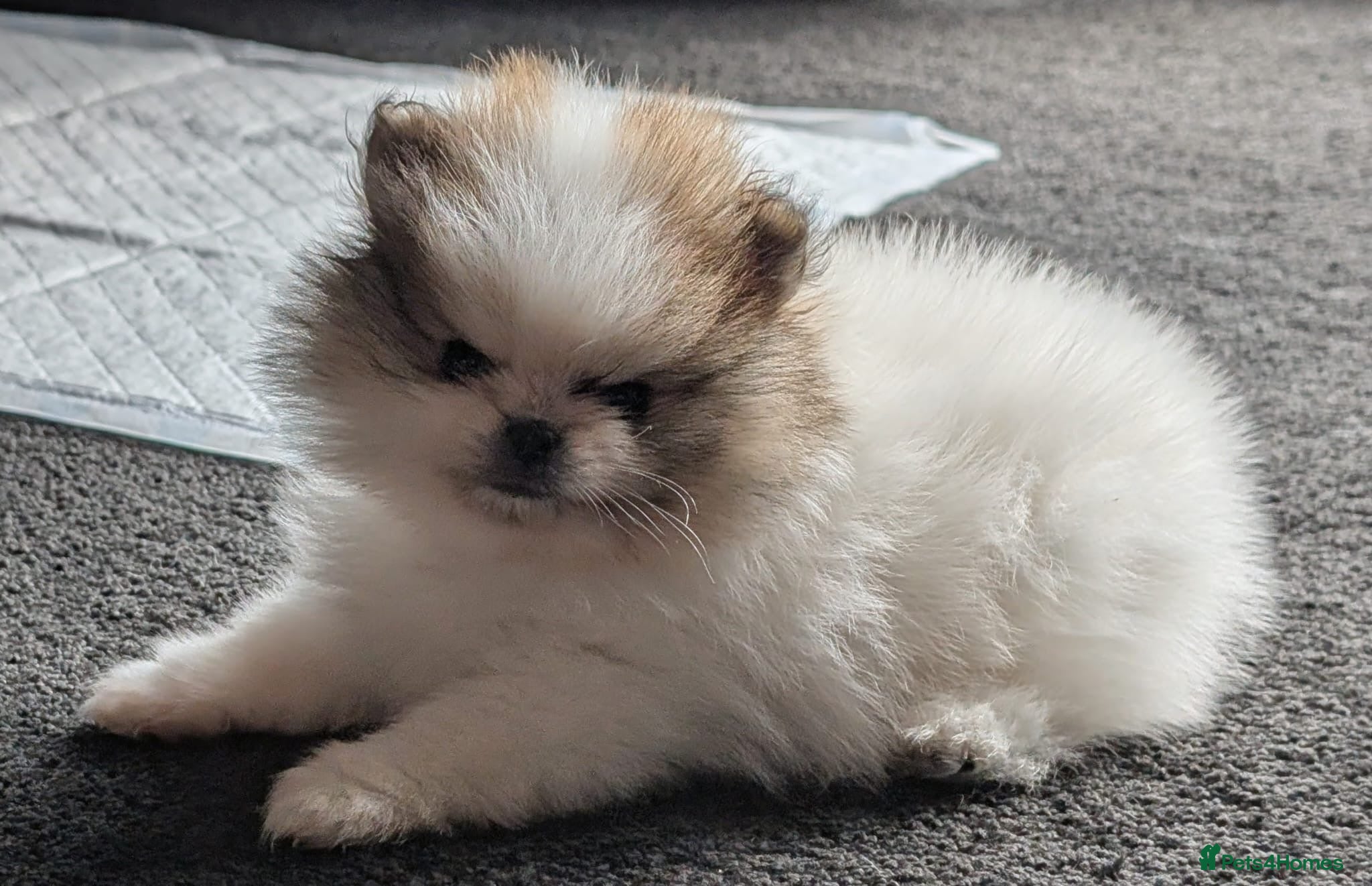 Pomeranian dogs Stunning Male Pomeranians - Advert 15