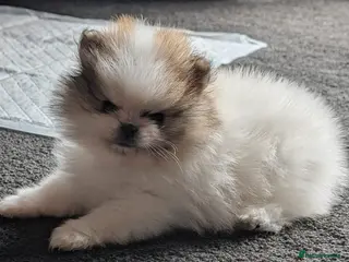 Pomeranian dogs Stunning Male Pomeranians - Advert 15