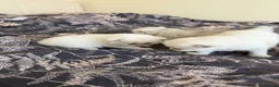 Scottish Fold cats for sale: Scottish Fold & Straight Kittens – Blue Eyes - Advert 6