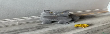 British Shorthair 1 male