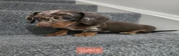 Dachshund dogs for sale: Beautiful dachshund babies  in Barnsley - Advert 6