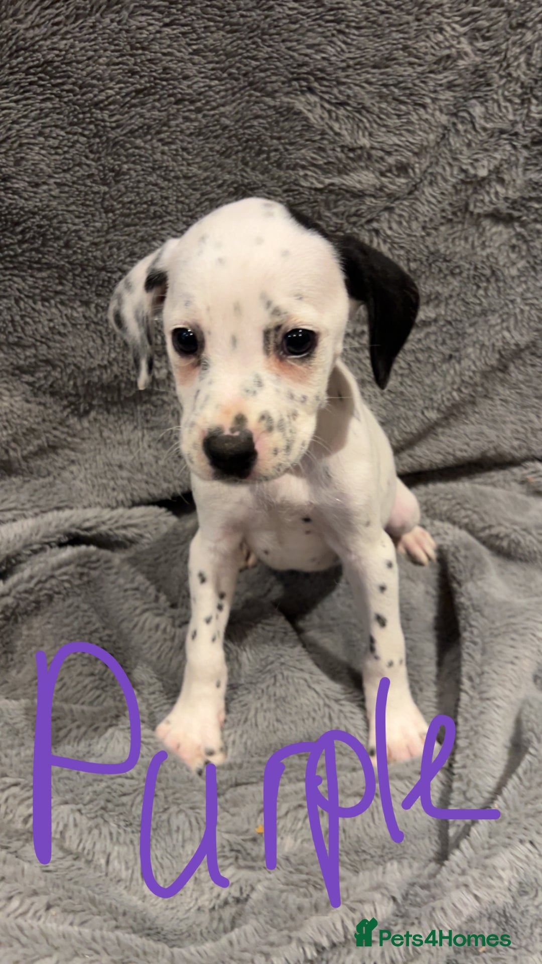 Mixed Breed dogs for sale: Dalmatianxboxer puppies  - Image 11