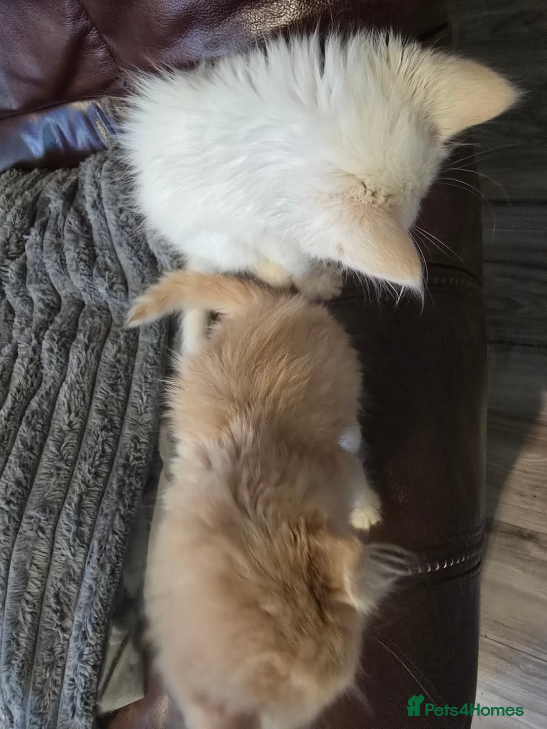 Mixed Breed cats for sale: Beautiful boy and girl  - Advert 7