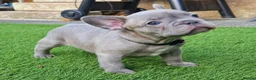 French Bulldog dogs for stud: Lilac Fawn carrying tan, testable choc and fluffy in Motherwell - Advert 11