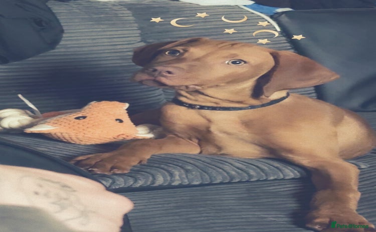 Hungarian Vizsla dogs - Advert 1
