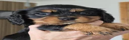 Cavalier King Charles Spaniel dogs for sale: Cavalier King Charles Spaniel KC Puppies - Advert 4