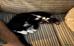Domestic Shorthair cats for sale: Last male kitten - Image 2