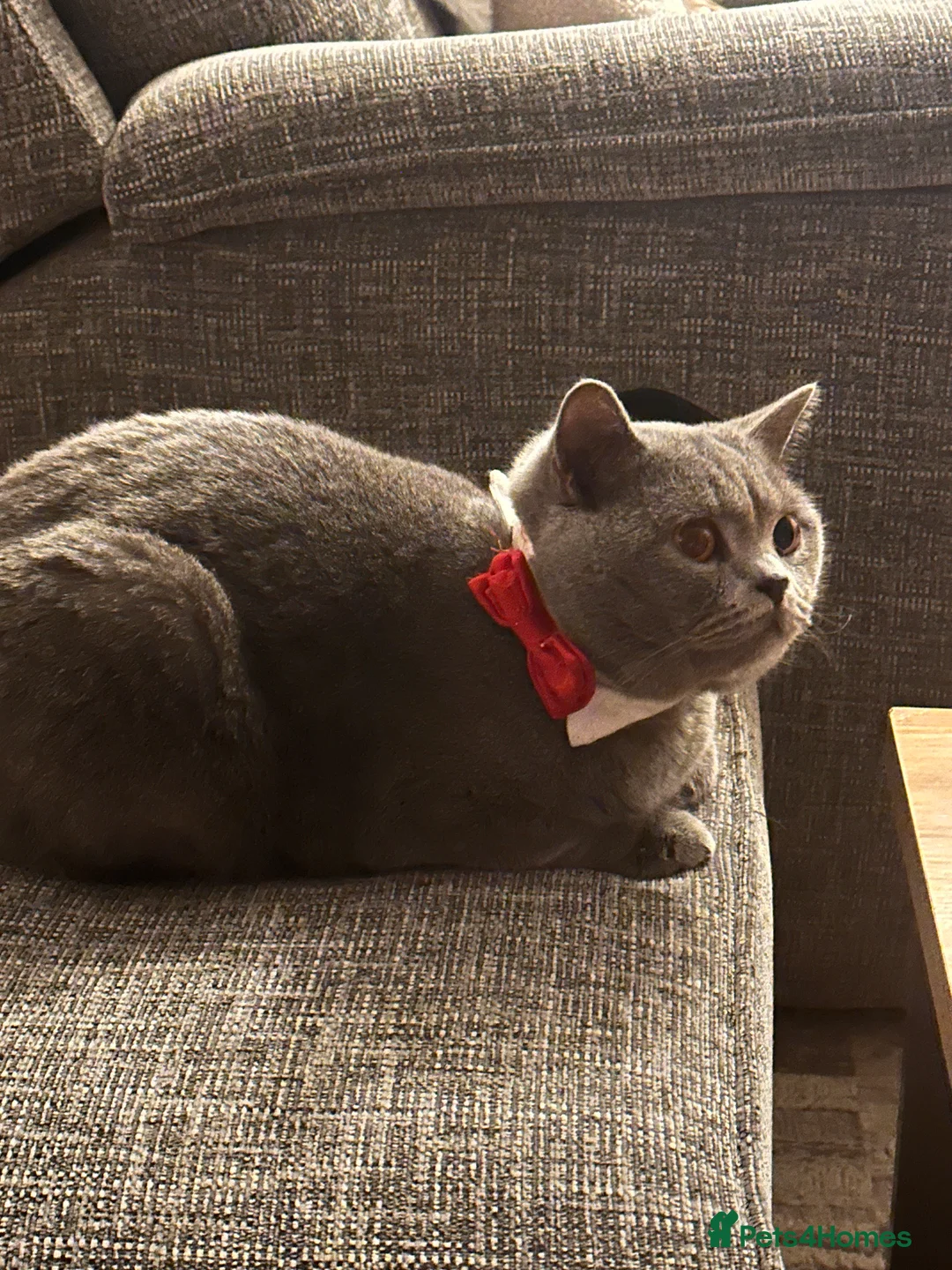 British Shorthair cats for sale: Sully our British shorthair Boy - Advert 6