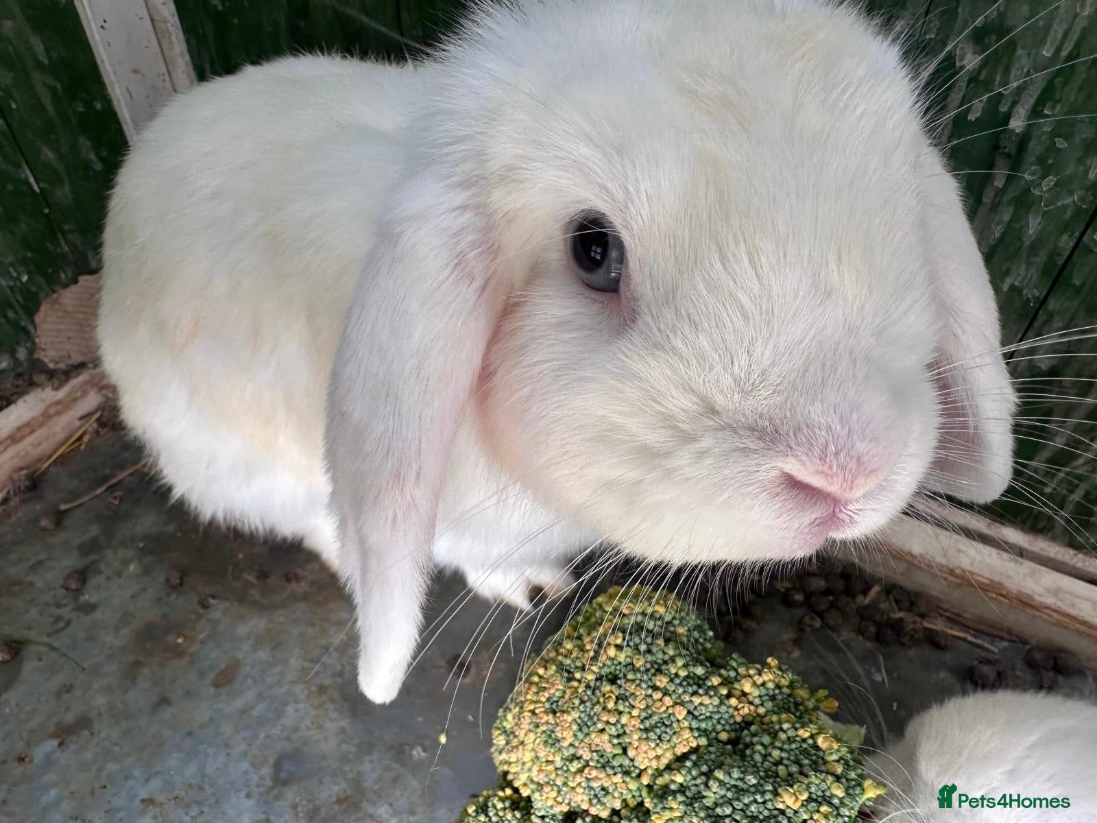 Mini Lop rabbits Mini Lop BEW - Advert 2