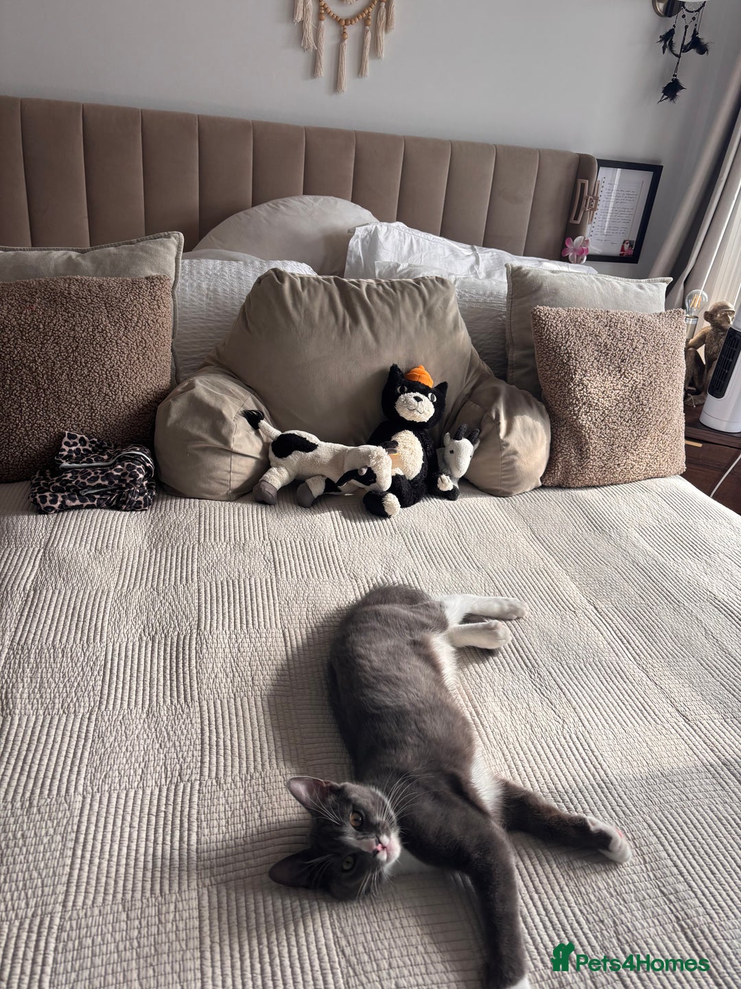 Mixed Breed cats for sale: Boy cat for rehoming - Image 3