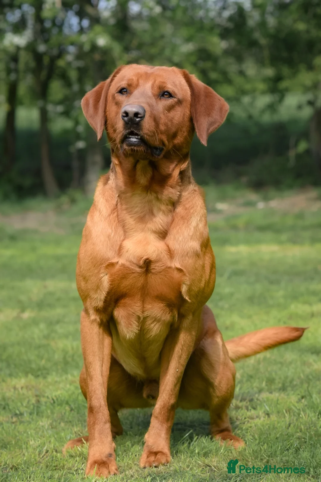 Labrador Retriever dogs for stud: Fox Red Labrador Stud Dog Available for studding - Advert 2