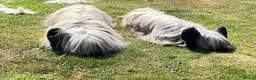 Skye Terrier dogs for sale: Exceptional Skye Terrier Puppies. Rare breed.  - Advert 11