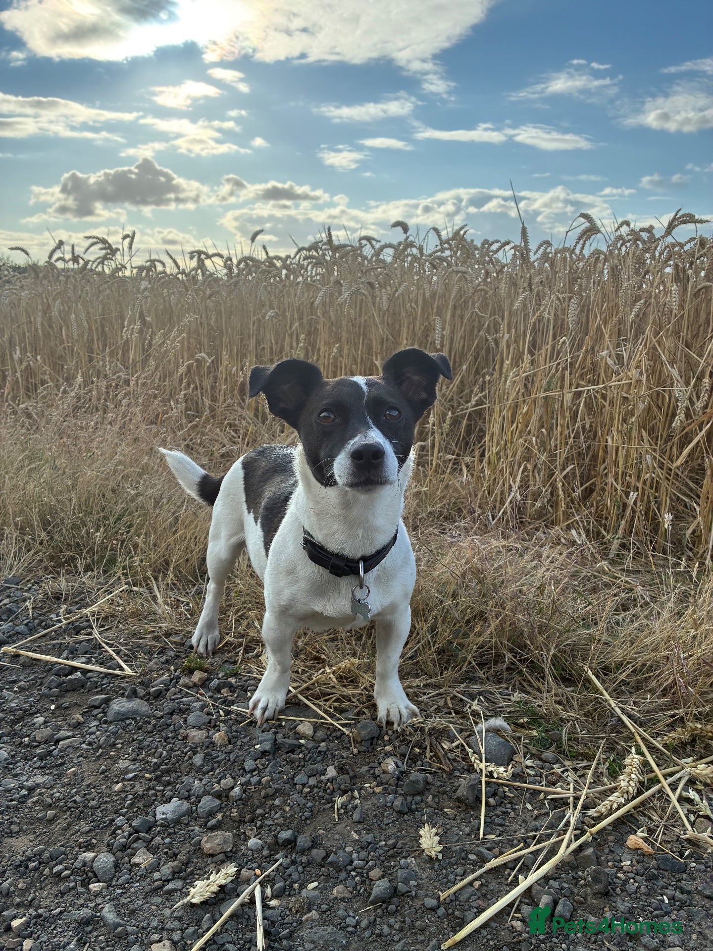 Jack Russell dogs Miniature Jack Russell’s looking for new homes  - Advert 14