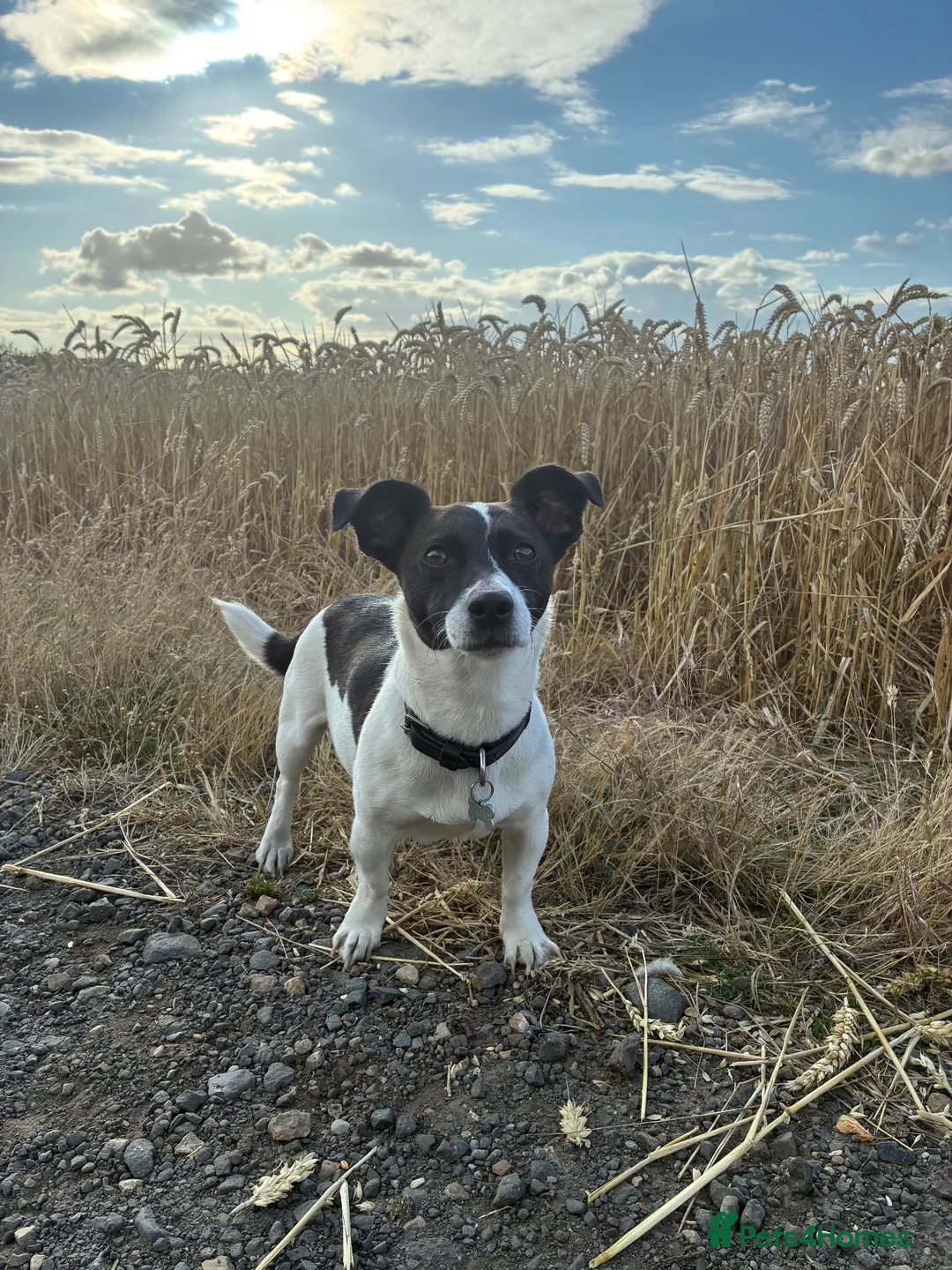 Jack Russell dogs for sale: Miniature Jack Russell’s looking for new homes  - Advert 1