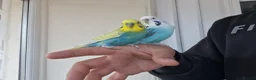 Budgerigars birds for sale: Super Silly hand tamed budgies  - Advert 18