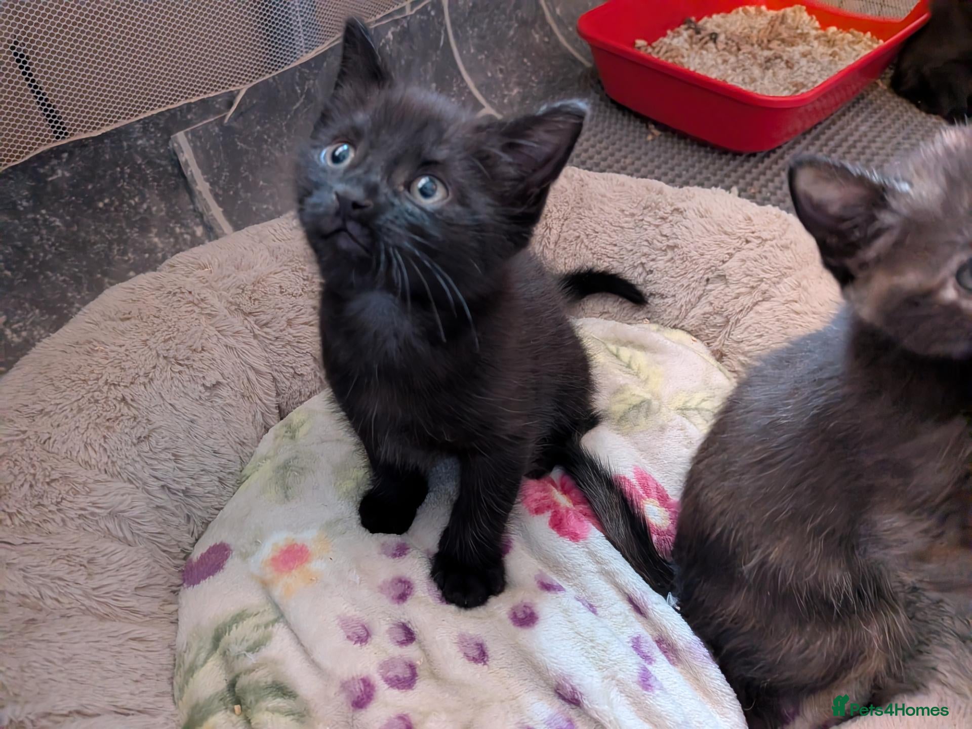 Mixed Breed cats One male Black Kitten left!! £100 Leicester - Advert 13