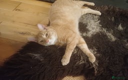 Mixed Breed cats for sale: 6 Lovely and Friendly Cats - Different colours - Advert 22