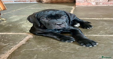 Cane Corso dogs in Newark - Advert 12