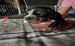 Miniature Dachshund dogs for sale: 🐾 Miniature Dachshund Puppies for Sale 🐾 - Image 22