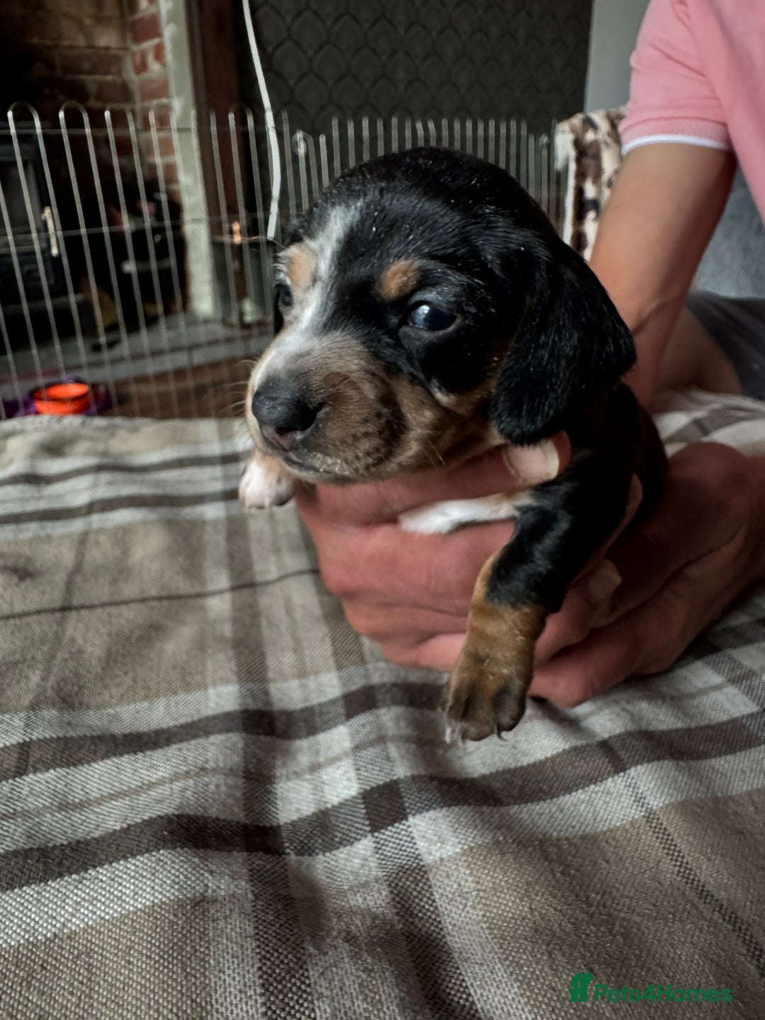 Miniature Dachshund dogs for sale: 🐾 Miniature Dachshund Puppies for Sale 🐾 - Image 22