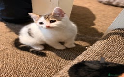 British Shorthair cats for sale: 2 beautiful boys ready for their home - Advert 11