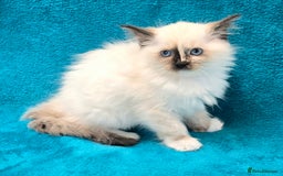 Ragdoll cats for sale: PEDIGREE GCCF REG CHAMPION LINE RAGDOLL KITTENS - Image 29