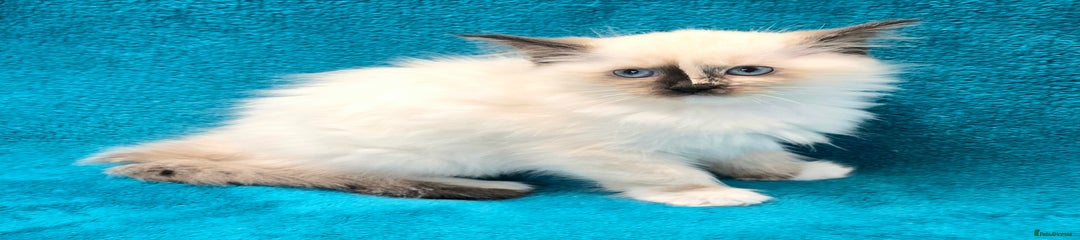 Ragdoll Kitten (KIARA)